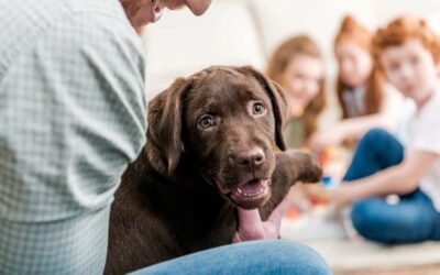 Can a Florida Landlord Require Pets, Charge a Pet Fee, or Say No?