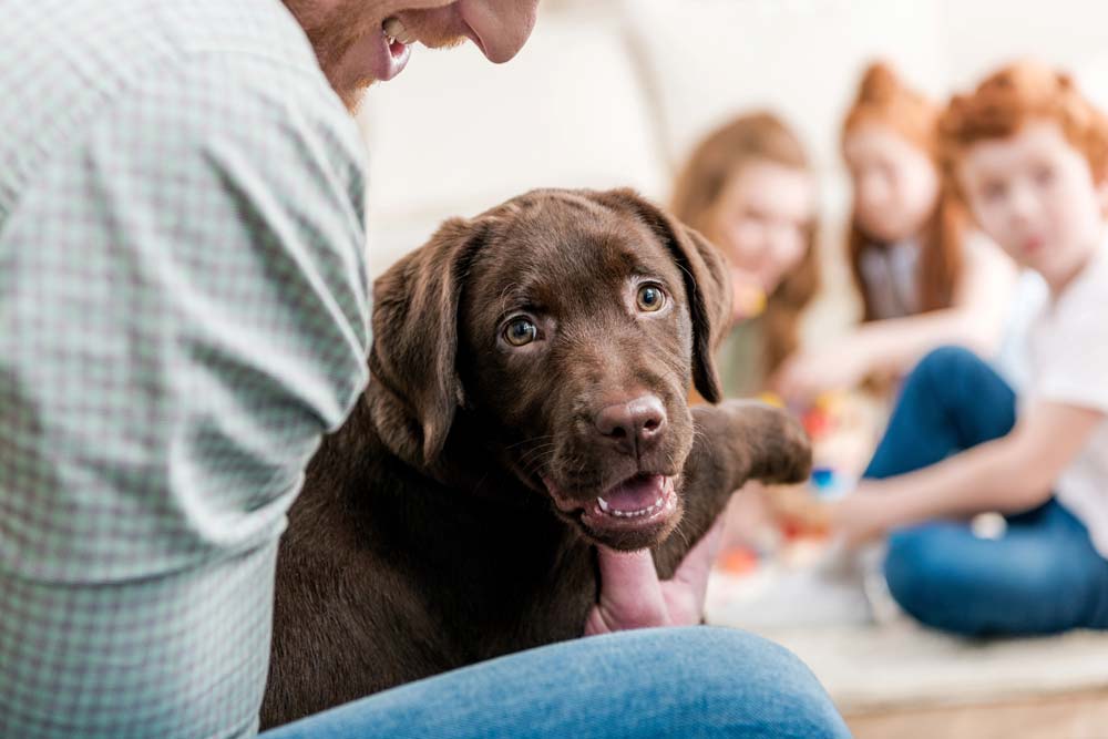 Blog-PM_Pets Pets Dogs Cats